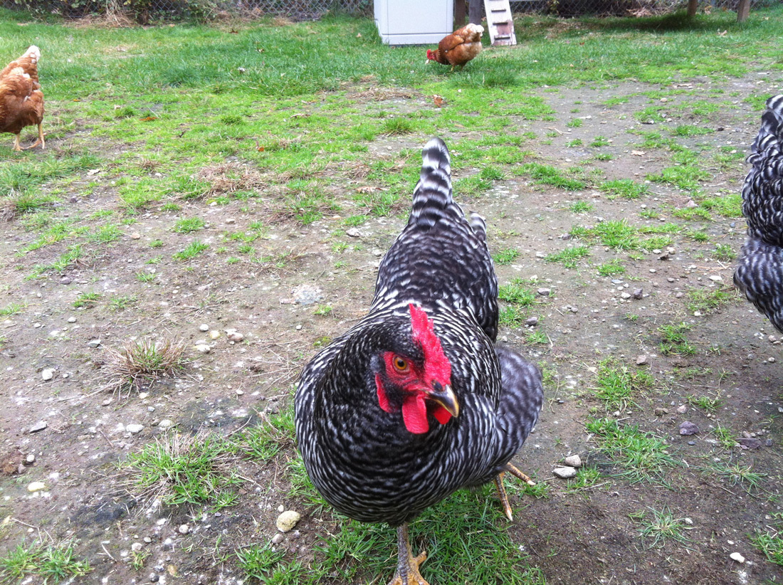 Chickens
