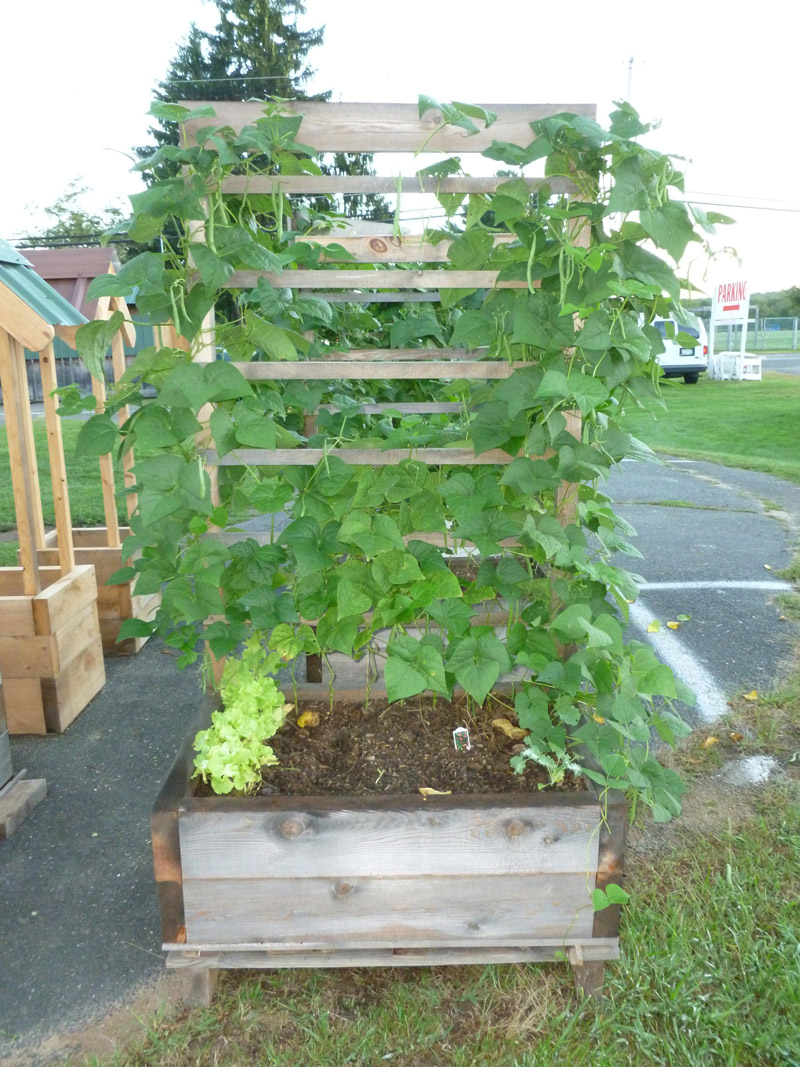 2x3 Raised Bed Trellis